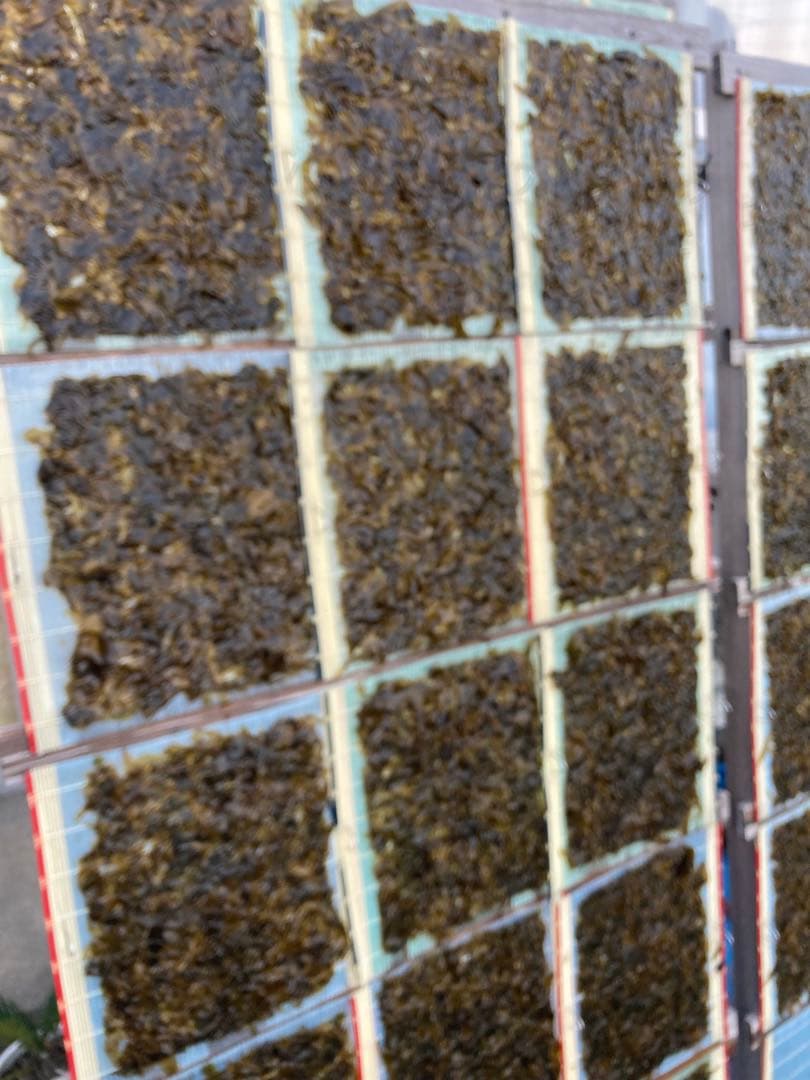 【即日発送】ねこ　新物　希少ハバノリ神奈川三浦松輪幻の岩海苔10枚入り