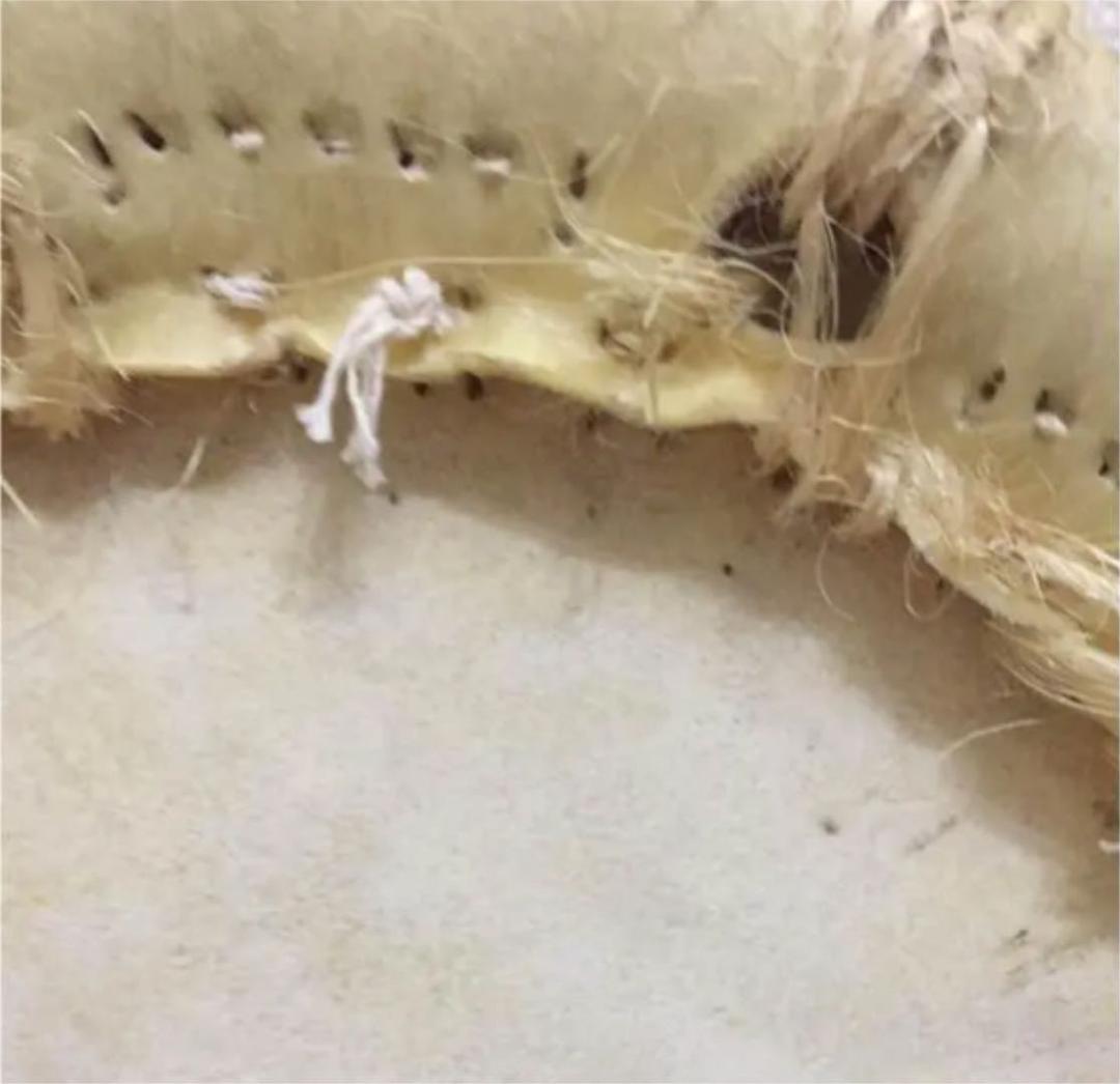 【レア 送料込み】 締太鼓 交換皮 ①　和太鼓　送料込み　３丁掛け ドラム 楽器