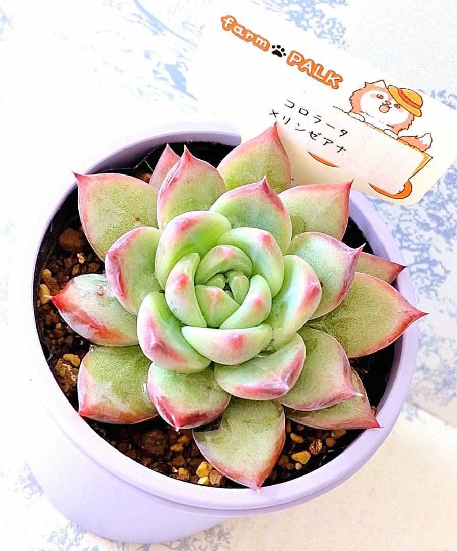 ꕤclara*様 リクエスト 2点 まとめ商品