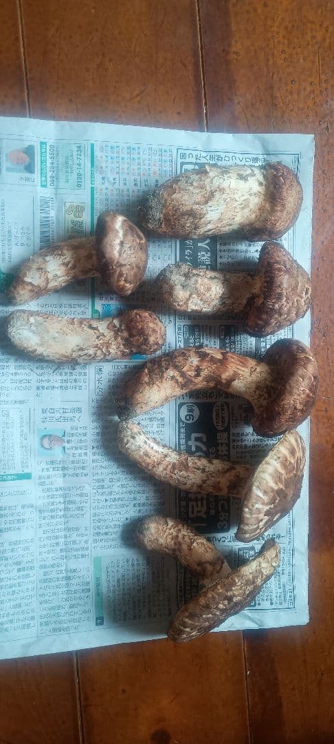 松茸 約700㌘　岐阜県産