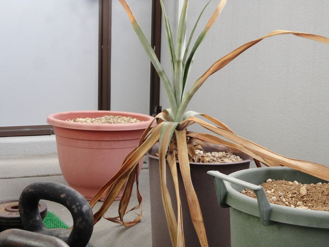 美品SONYソニーCyber-shot DSC-W570 バイオレット紫★動作品