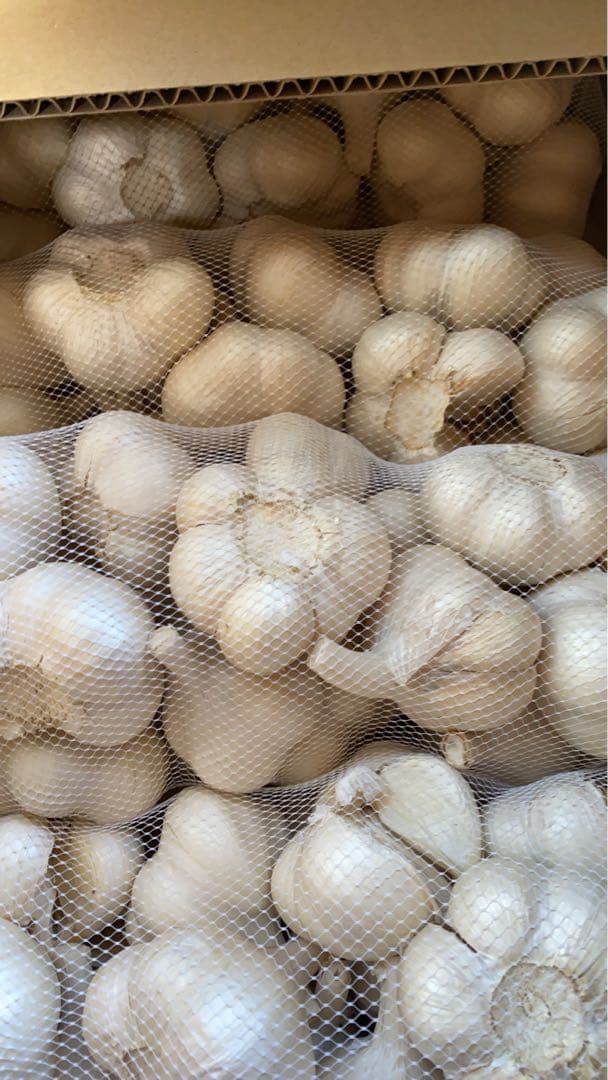 青森県にんにく5キロＬM