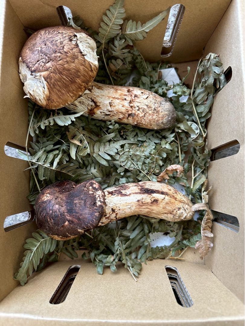 岩手県宮古市産松茸　10/19収穫240g