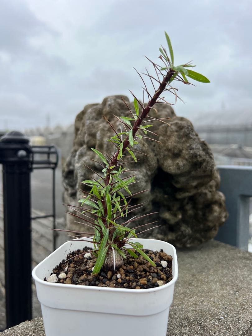 フォークイエリア　プルプシー　沖縄　実生株