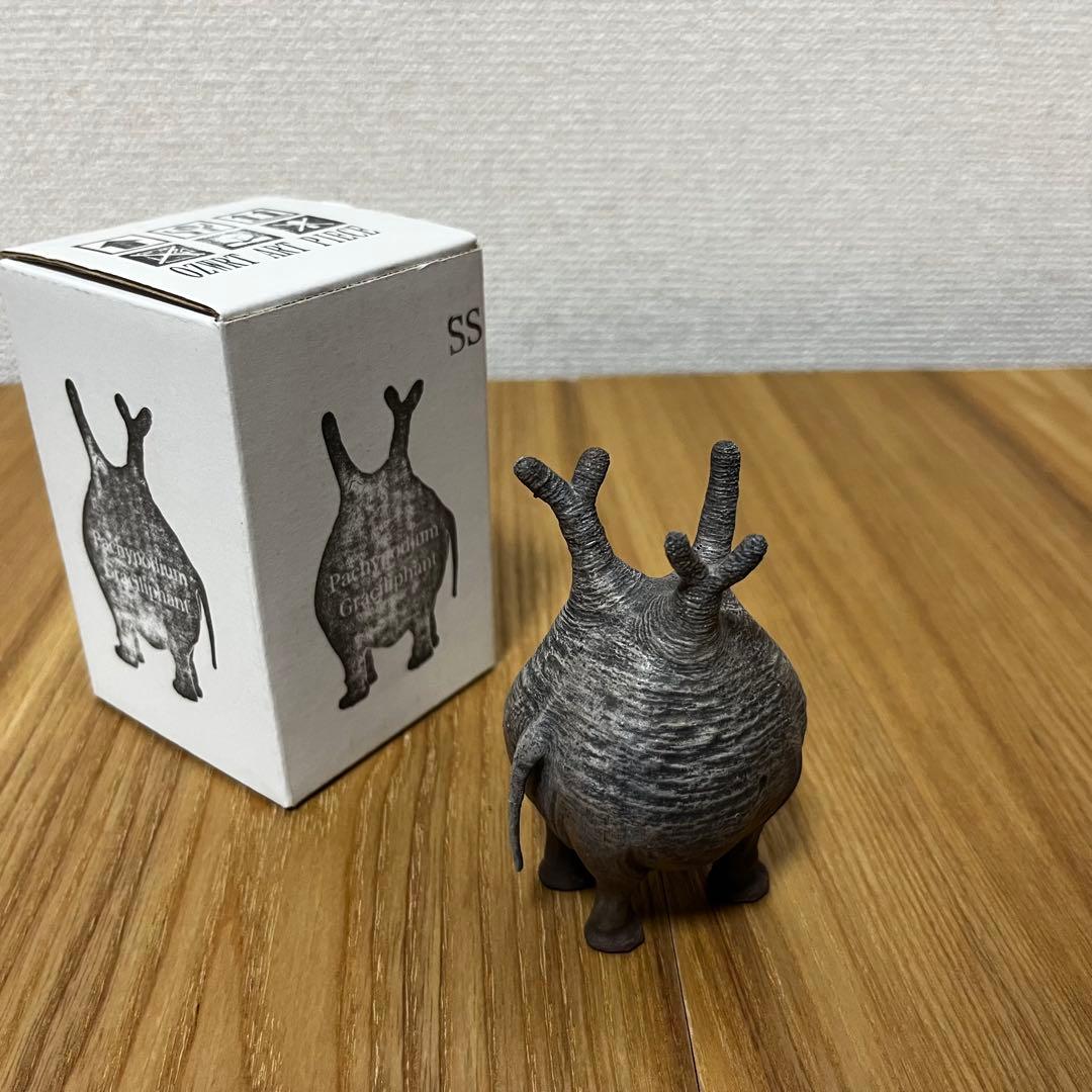 OZWRT Pachypodium Graciliphant グラキリファン