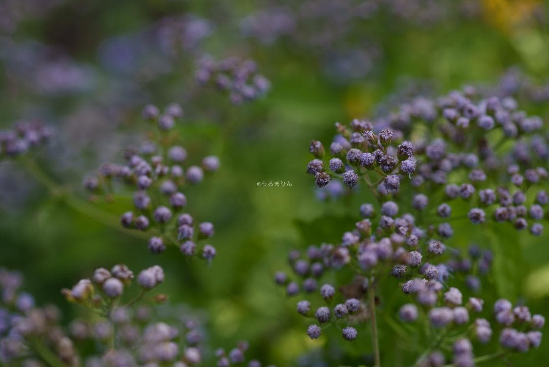 お買得品絶版マクロ！Zeiss Makro-Planar 100mm f2 ZF