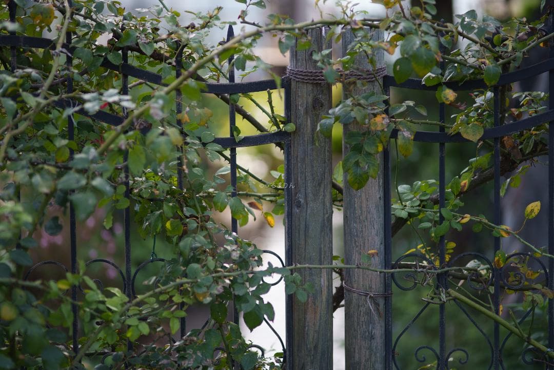 お買得品絶版マクロ！Zeiss Makro-Planar 100mm f2 ZF