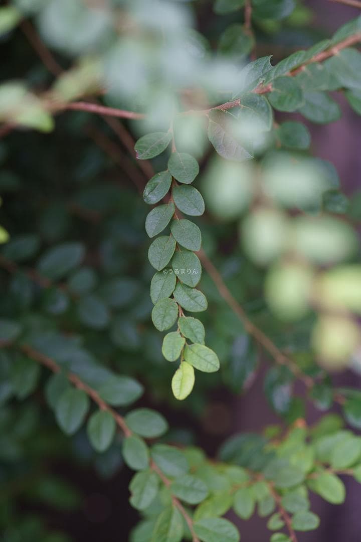 お買得品絶版マクロ！Zeiss Makro-Planar 100mm f2 ZF