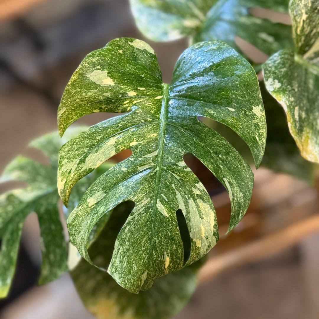 R*9様 1 モンステラ　デリシオーサ　‘グリーンスノー’ 訳あり　お手頃