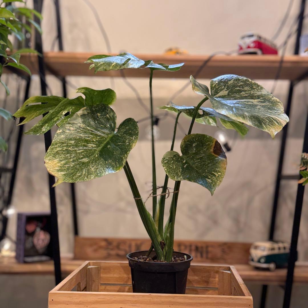 R*9様 1 モンステラ　デリシオーサ　‘グリーンスノー’ 訳あり　お手頃