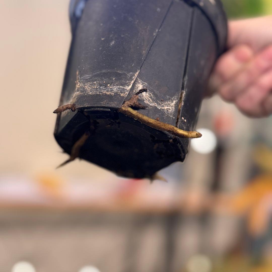 R*9様 1 モンステラ　デリシオーサ　‘グリーンスノー’ 訳あり　お手頃