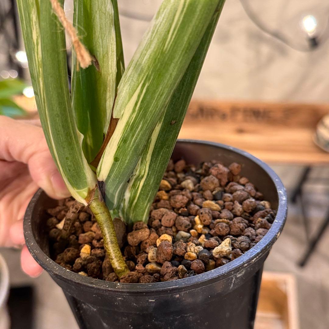 R*9様 1 モンステラ　デリシオーサ　‘グリーンスノー’ 訳あり　お手頃