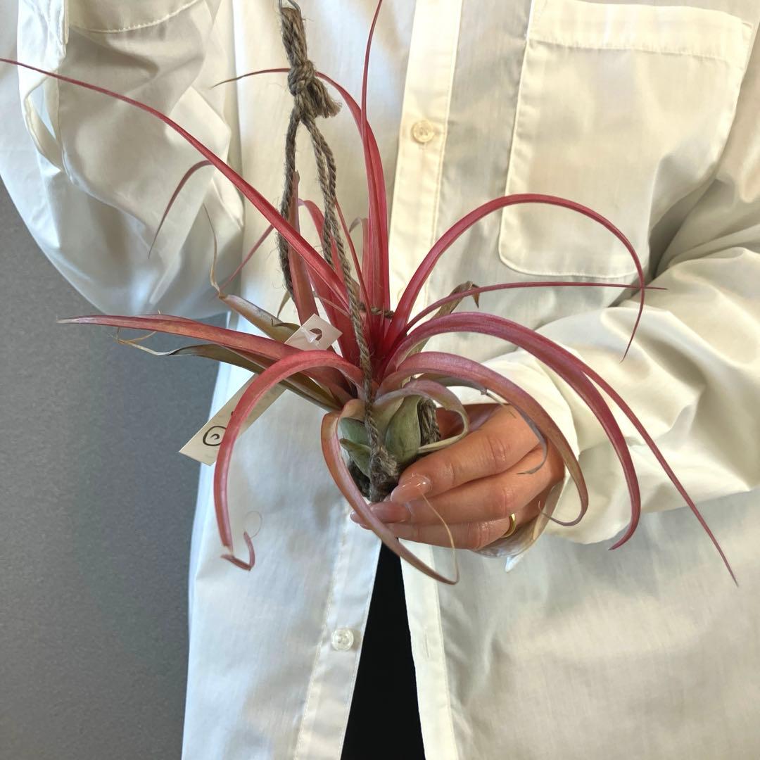 超希少❗️交配種❗️エアプランツ　チランジア　ラブノット✨