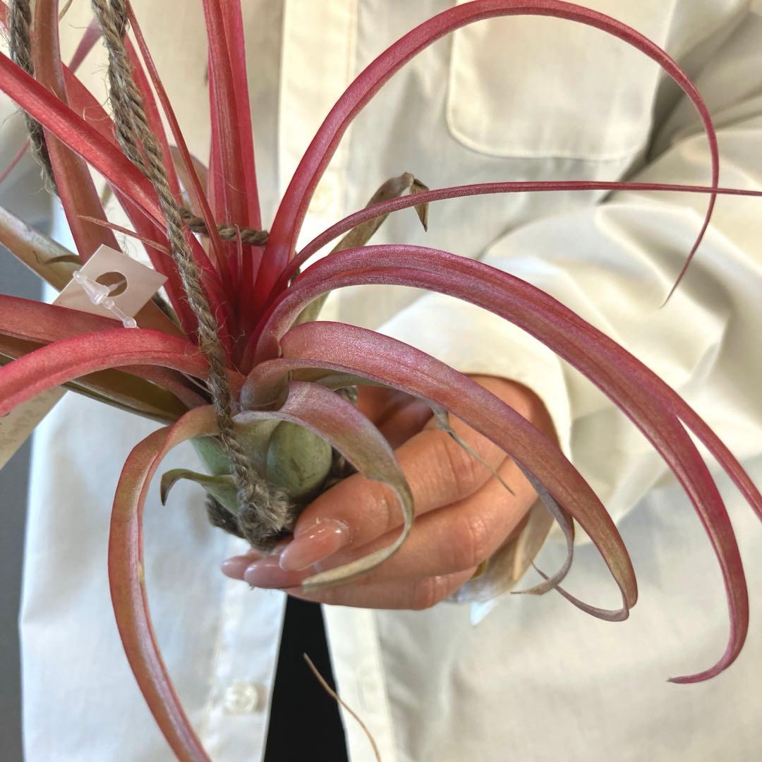 超希少❗️交配種❗️エアプランツ　チランジア　ラブノット✨