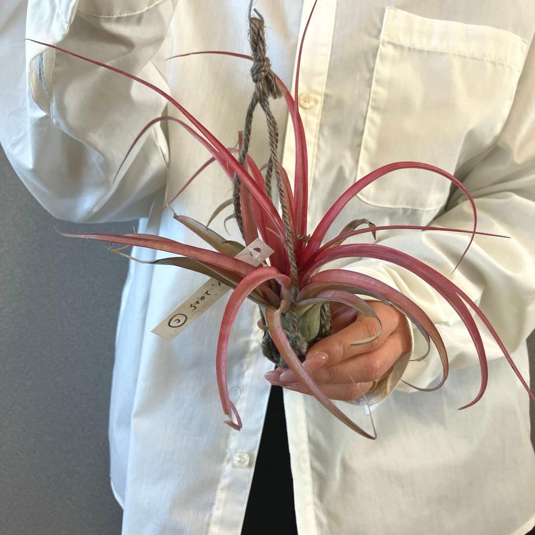 超希少❗️交配種❗️エアプランツ　チランジア　ラブノット✨