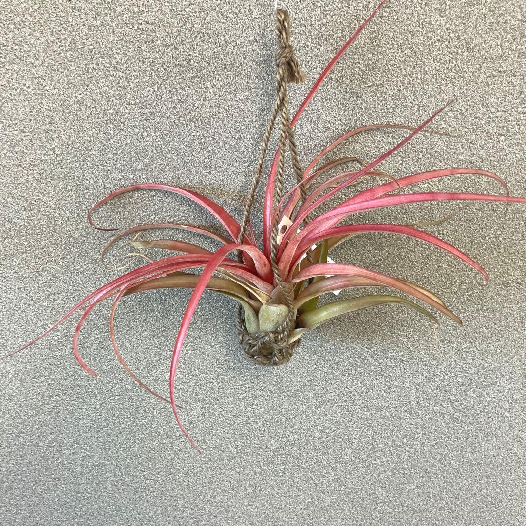 超希少❗️交配種❗️エアプランツ　チランジア　ラブノット✨