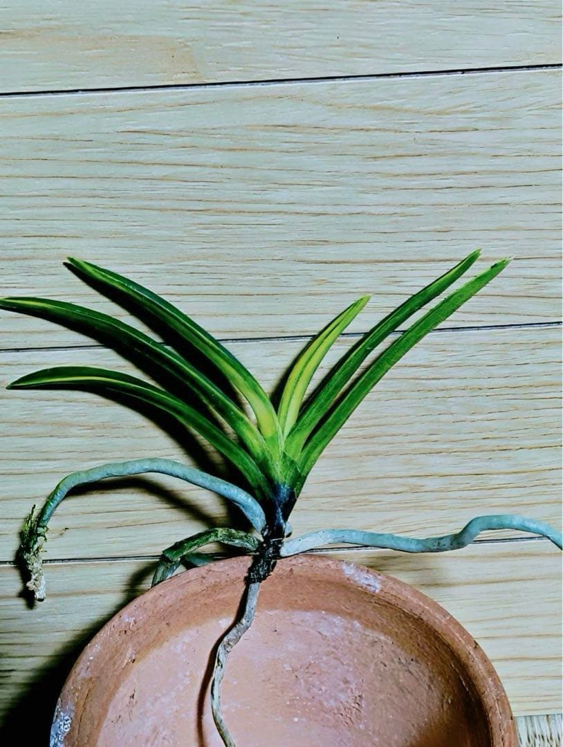 富貴蘭「白牡丹」五部柄