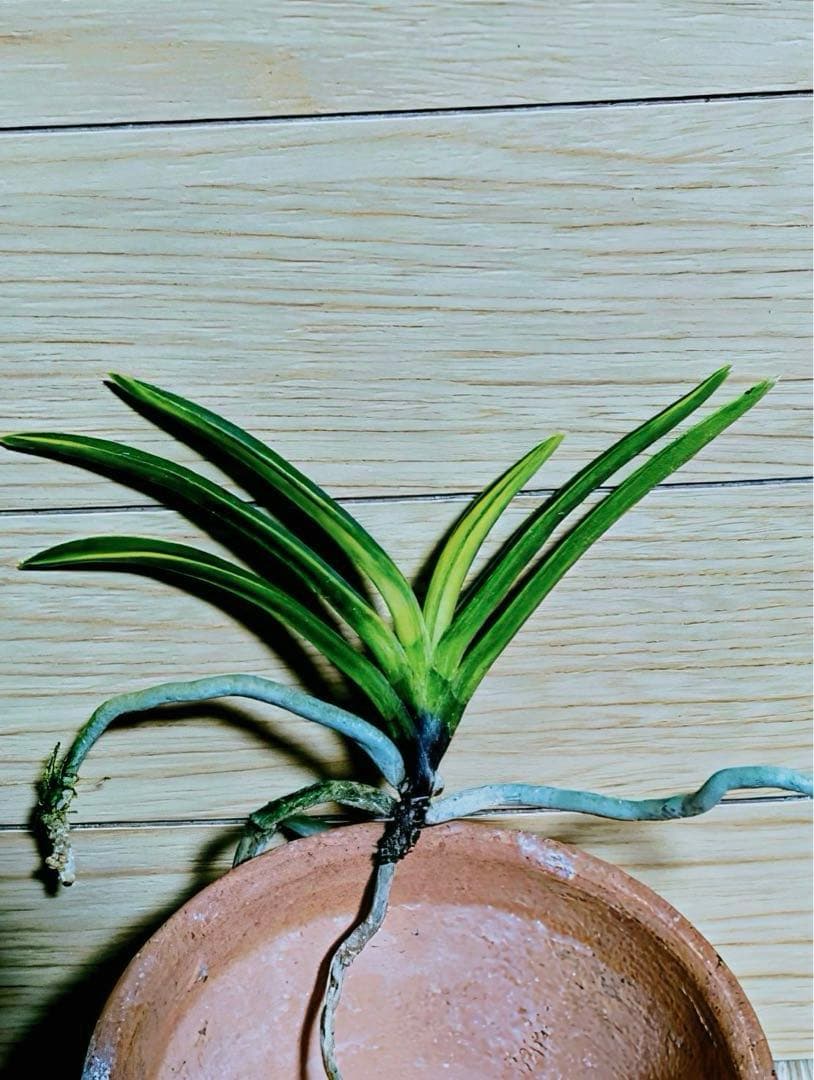 富貴蘭「白牡丹」五部柄