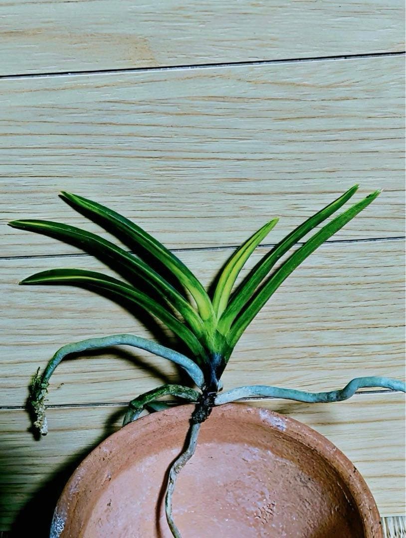 富貴蘭「白牡丹」五部柄