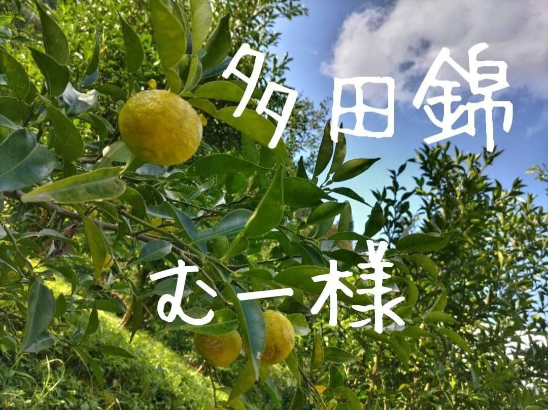 むー様　多田錦(種無し柚子)12kg　農薬不使用