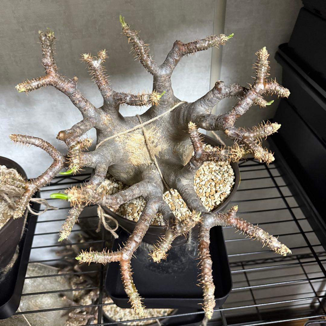 極美株 パキポディウム グラキリス 大株 塊根植物