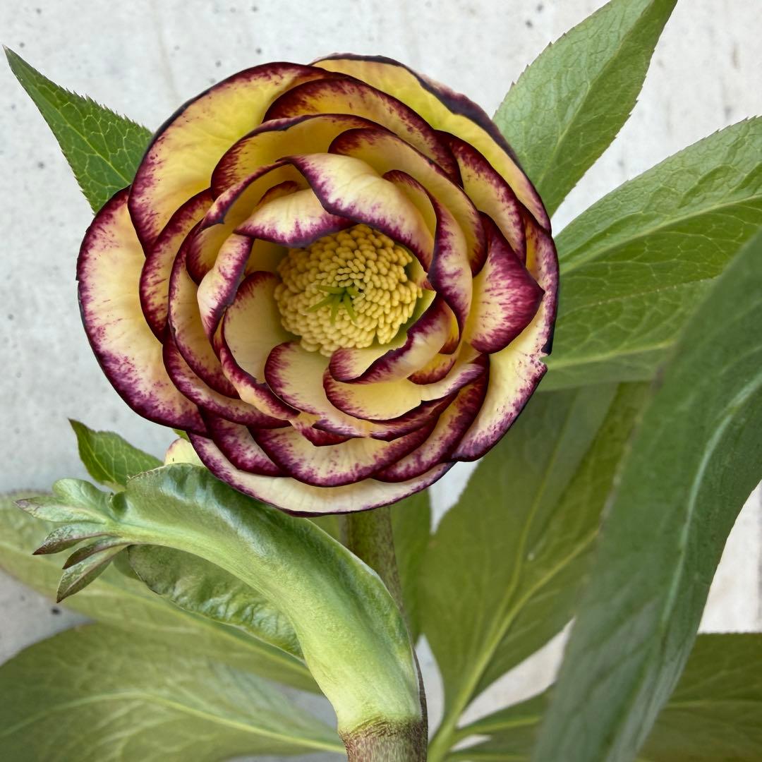 クリスマスローズ　ウィンターシンフォニー