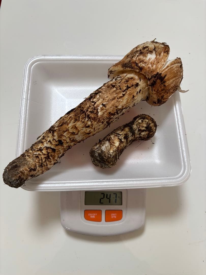 【松竹梅】10/30 信州産 朝採れ松茸553g