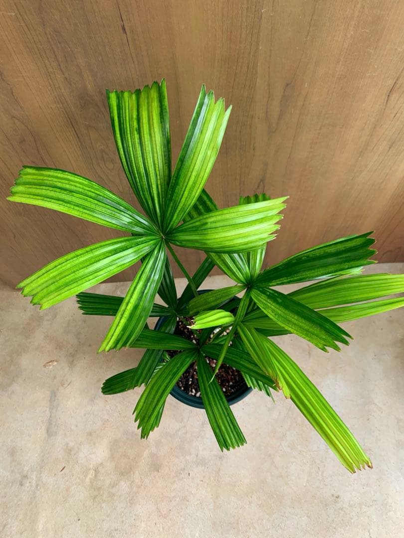 なつ　　リクアラ・スピノーサsp