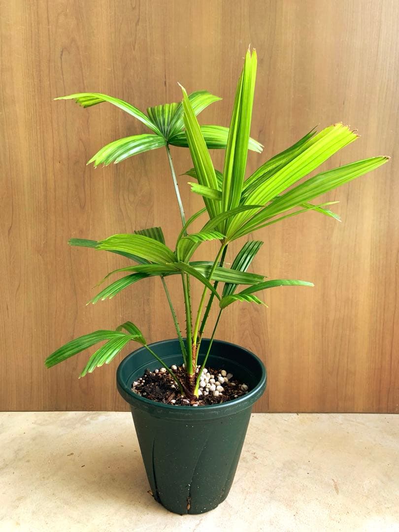 なつ　　リクアラ・スピノーサsp