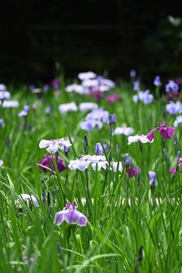 【美品】NIKKOR Z 50mm f/1.8 S 単焦点レンズ　S-Line