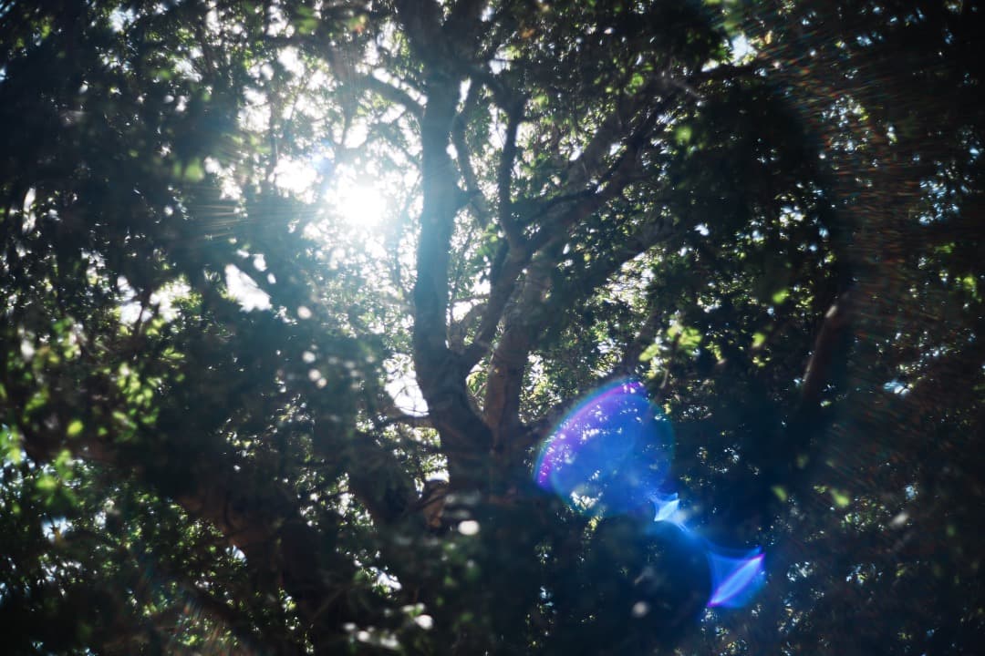 【ライカ】Minolta M-ROKKOR 40mm F2 Leica 476