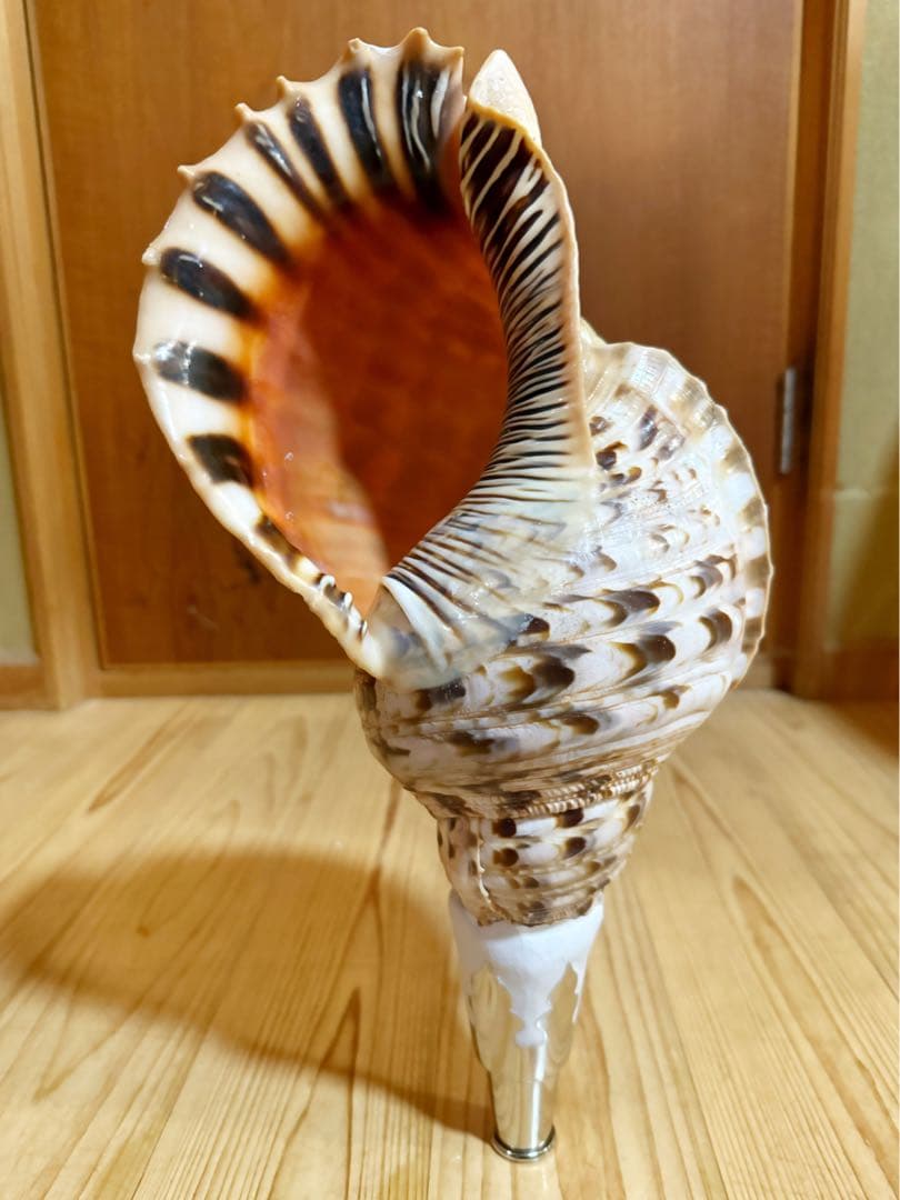 幸せウサギ専用 大型39㎝修験道法螺貝　山伏　密教　魔除け　熊よけ❣️ほら貝