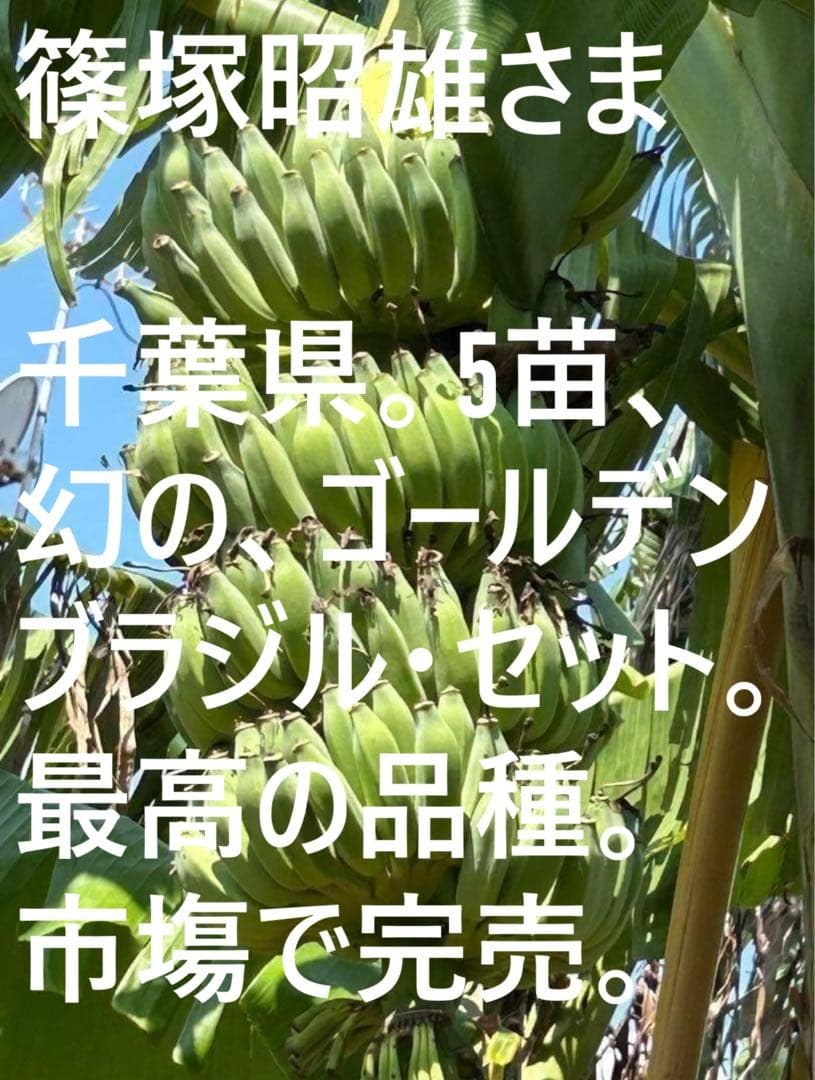 篠塚昭雄さま。5苗セット◆幻の、ゴールデンブラジル◆甘いです。耐寒強く栽培容易