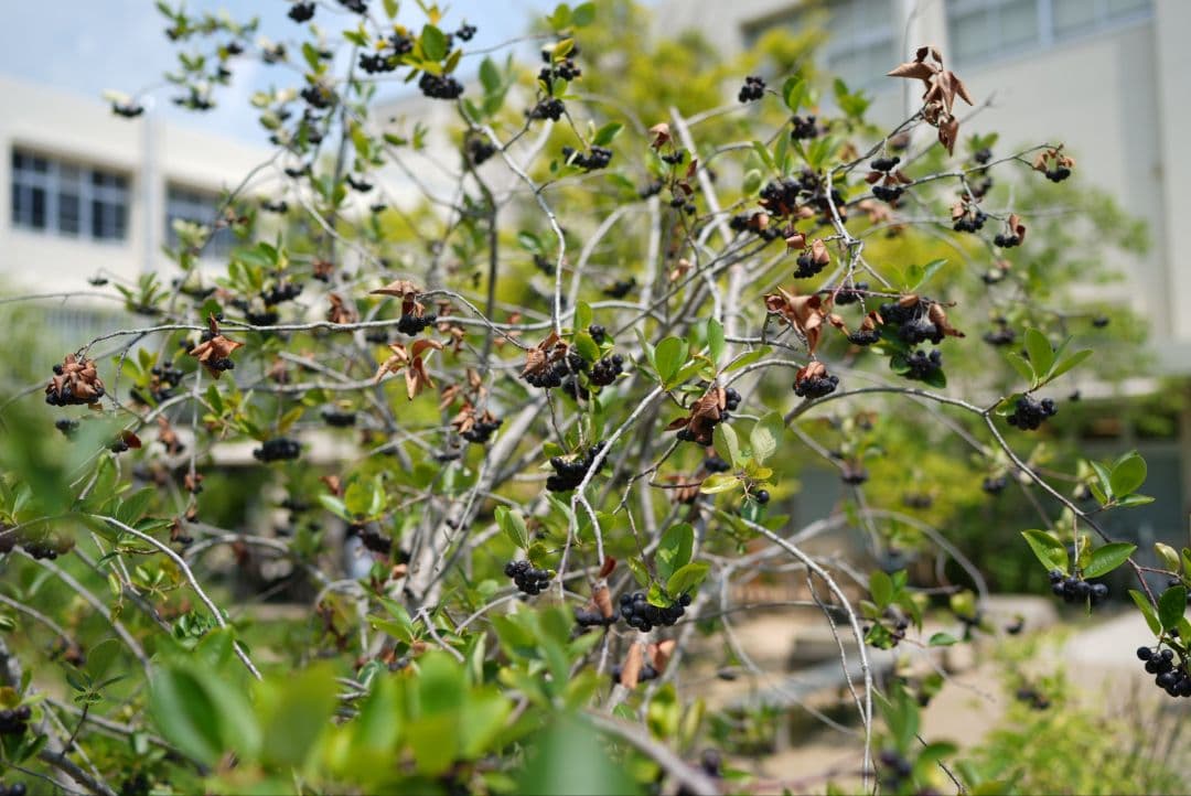 レンズ(単焦点) Distagon T* FE 35mm F1.4 ZA SEL35F14Z