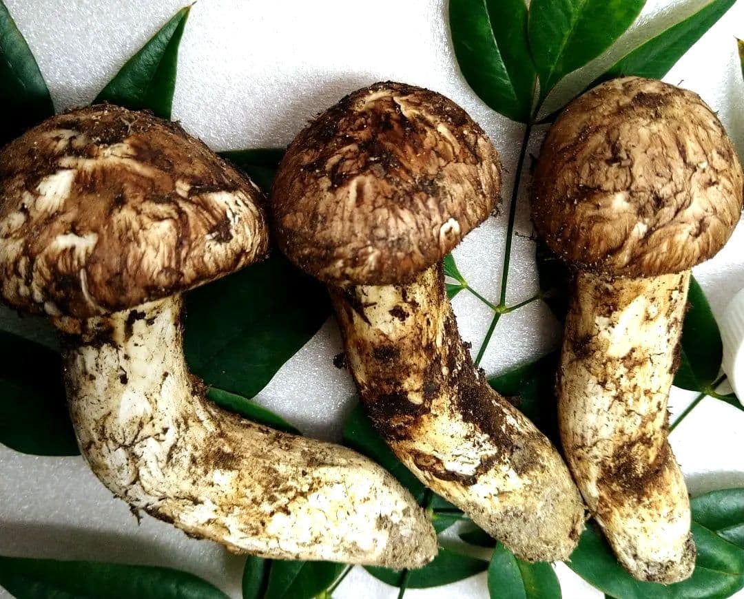 ㉑南信州産松茸約110g