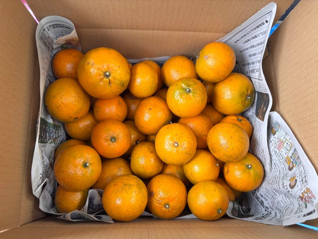 沖縄県産たんかん　10キロ　無農薬　中大サイズ混合