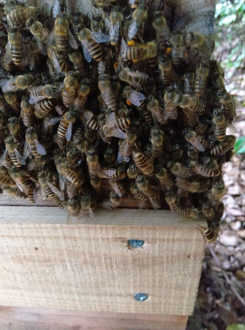南国土佐の百花蜜　　ニホンミツバチ蜂蜜　無添加　無加工　たれ蜜