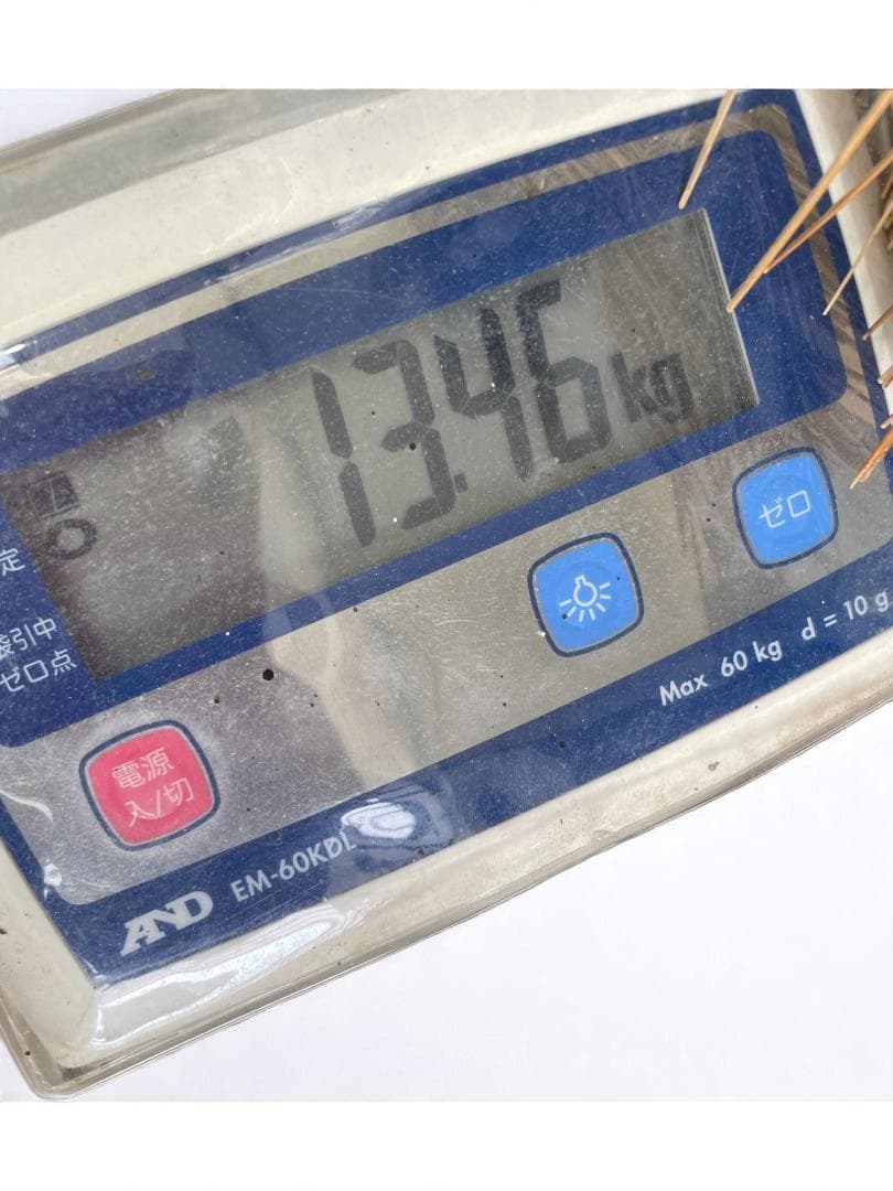 長胴太鼓　和太鼓 　打面50ｃｍ　1尺6寸　夏祭り　　06c25