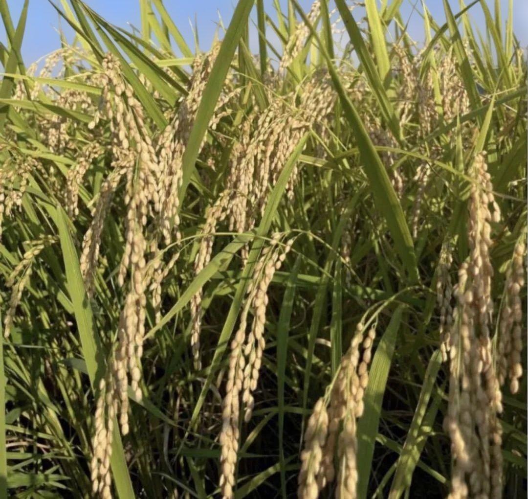 島根県産　コシヒカリ　新米　R7年産　玄米　冷蔵保存　 農家直送