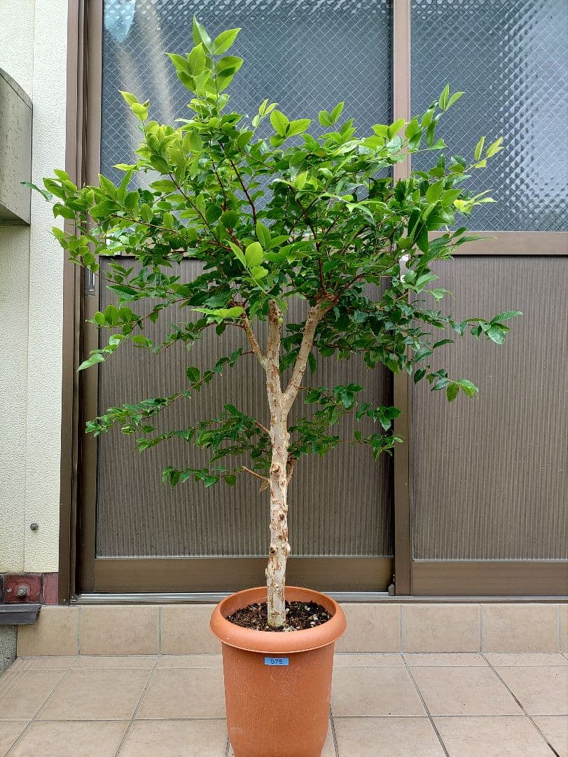 ジャボチカバ実生苗　 575