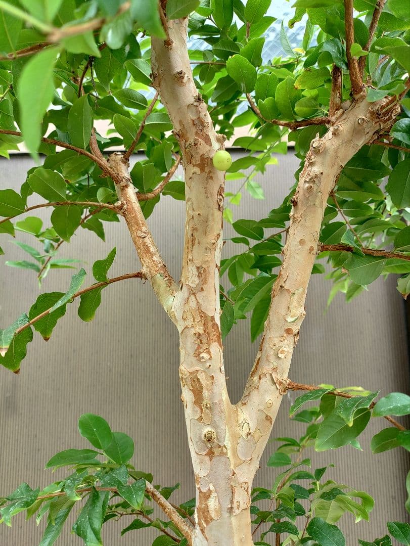 ジャボチカバ実生苗　 575