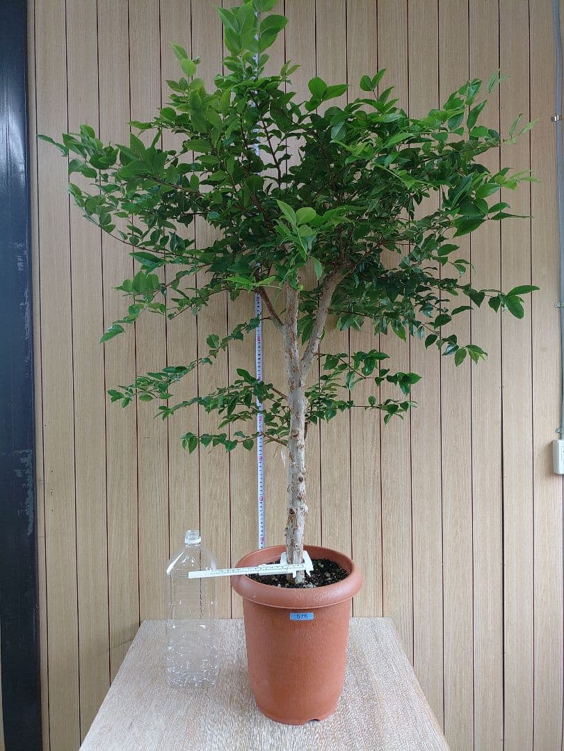 ジャボチカバ実生苗　 575