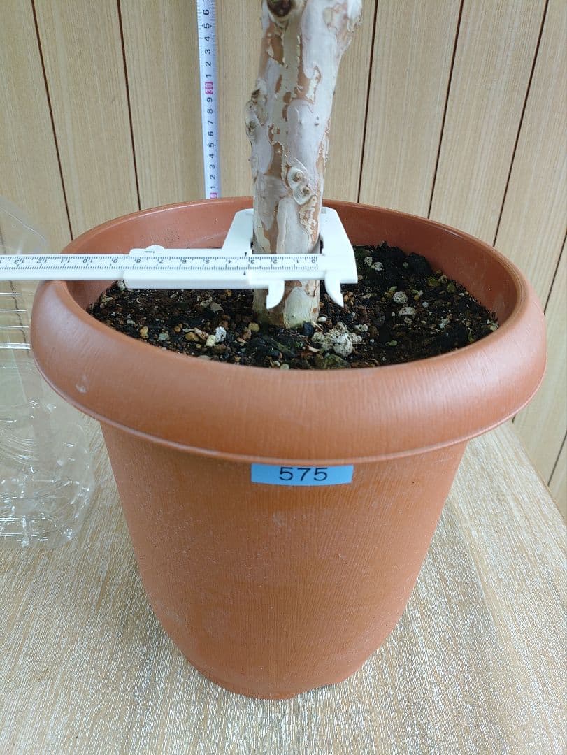 ジャボチカバ実生苗　 575