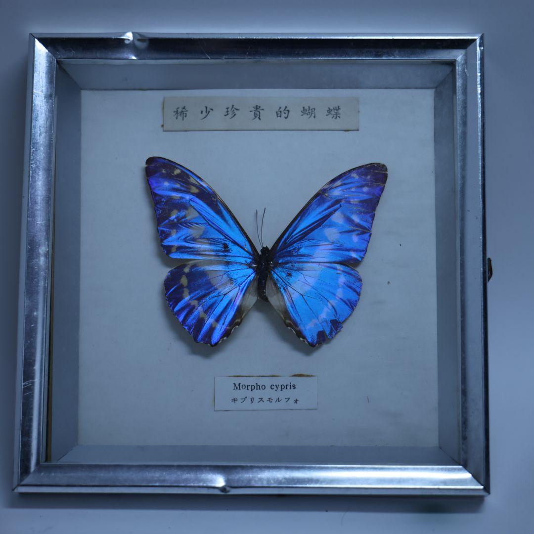 キプリスモルフォ　標本　額入り　稀少珍奇的胡蝶