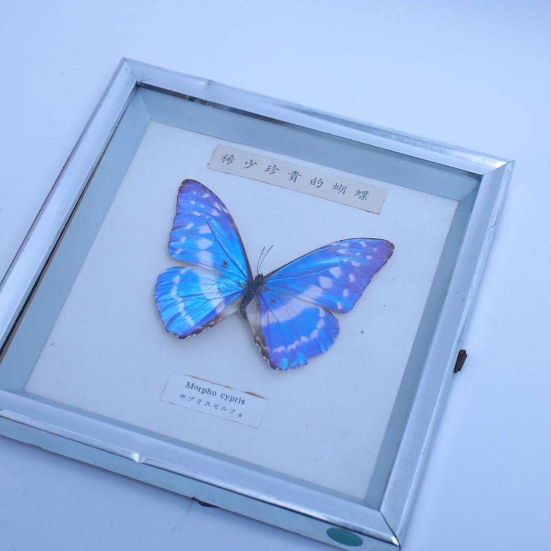 キプリスモルフォ　標本　額入り　稀少珍奇的胡蝶