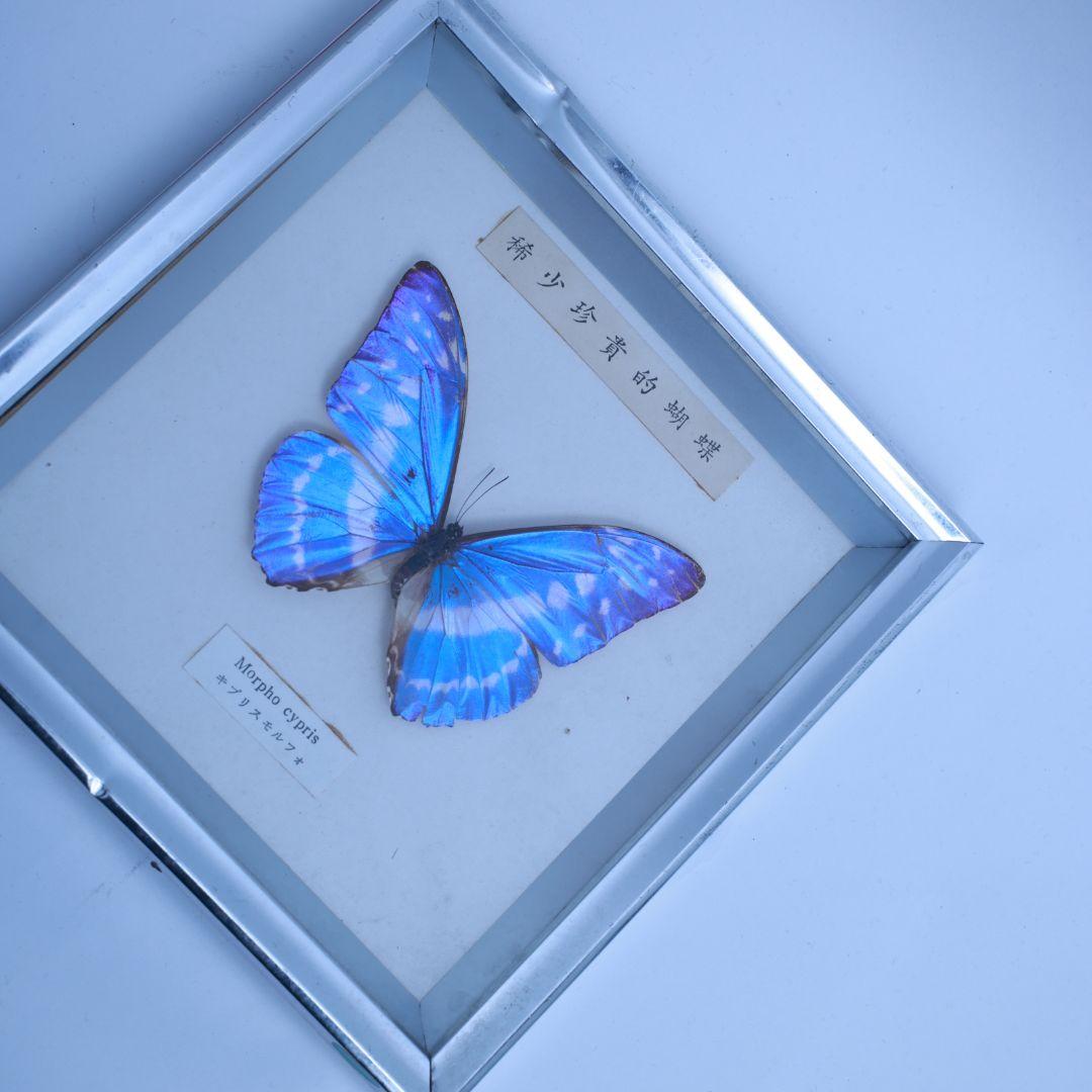 キプリスモルフォ　標本　額入り　稀少珍奇的胡蝶