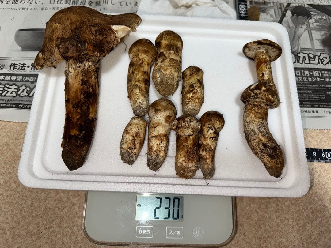 松竹梅さん専用　広島県産松茸　230グラム　＋クロカワ　61グラム