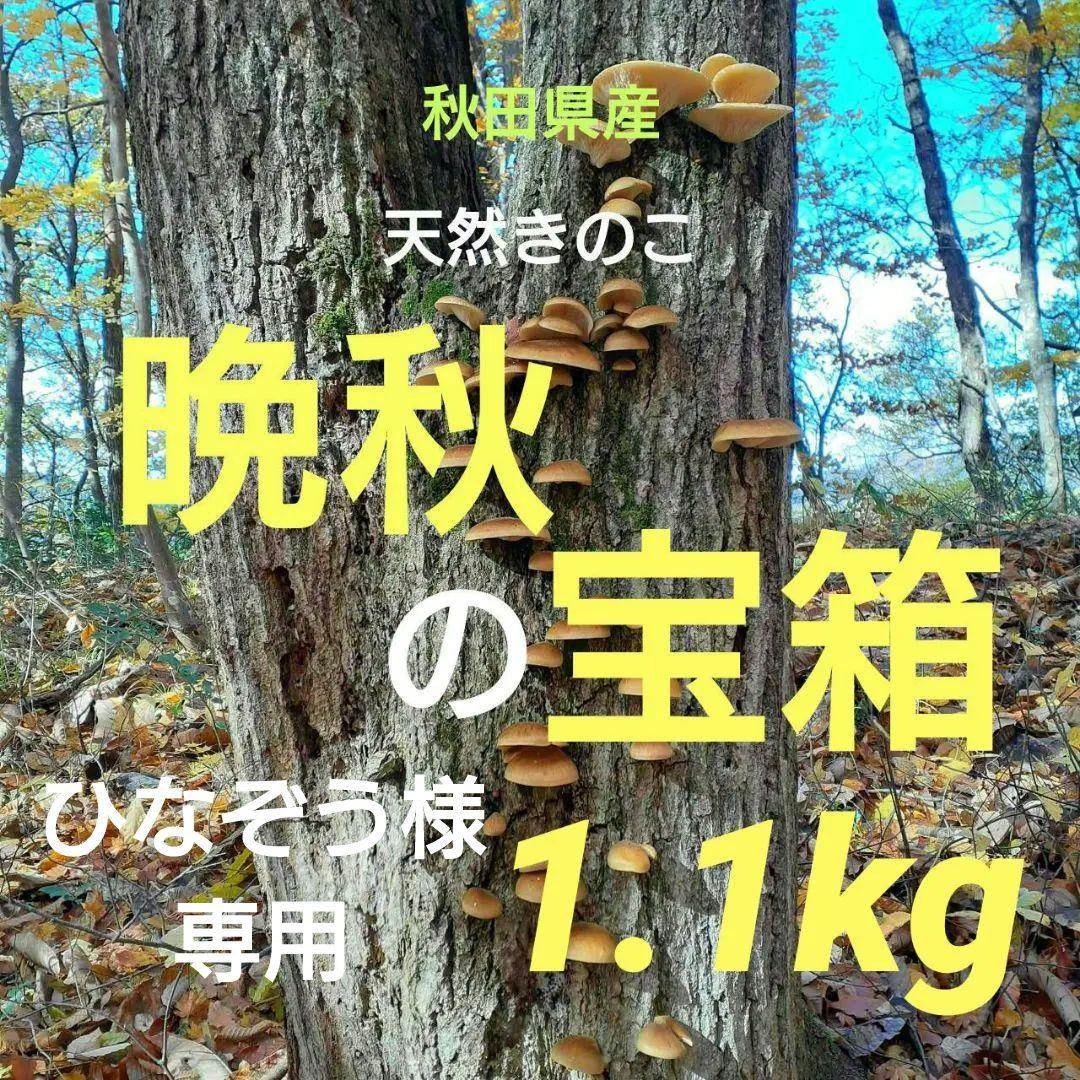秋田県産 天然きのこ 晩秋の宝箱 クリタケ ムキタケ 採れたて