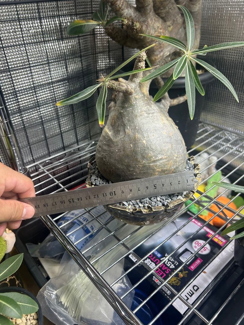 パキポディウムグラキリス　現地球　4〜6(2/2撮影)