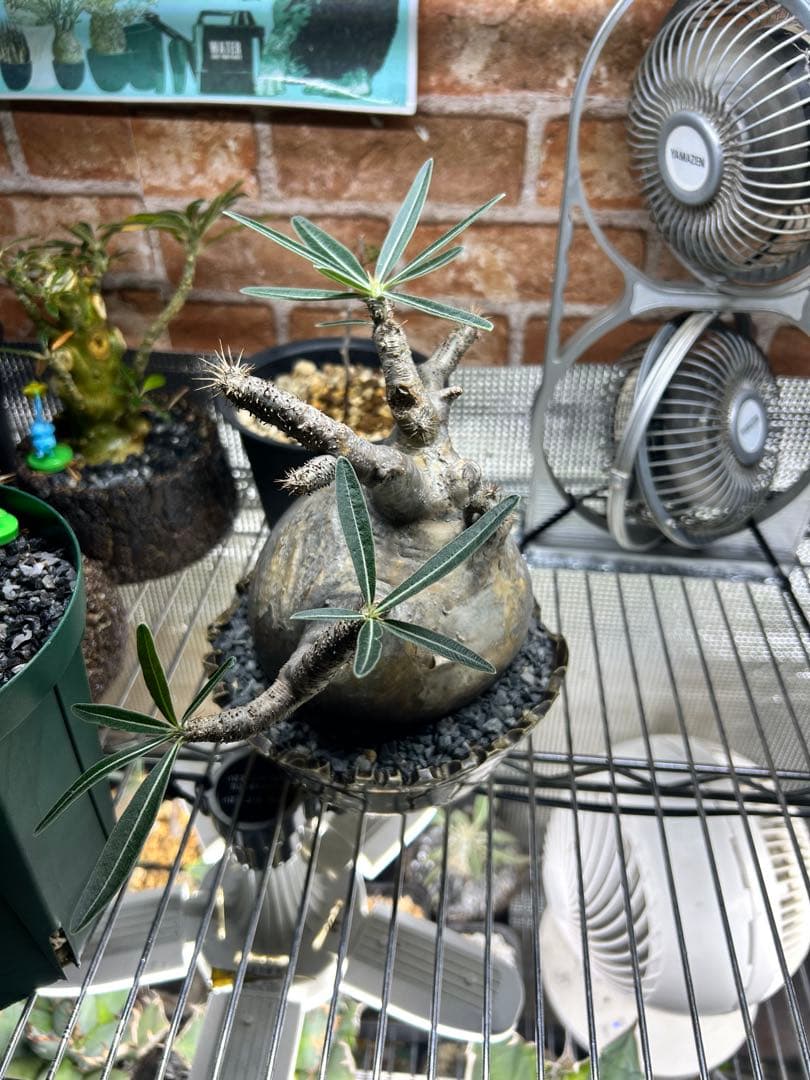 パキポディウムグラキリス　現地球　4〜6(2/2撮影)